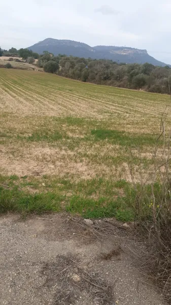 Rustic plot for sale in Llucmajor, Mallorca — photo 1