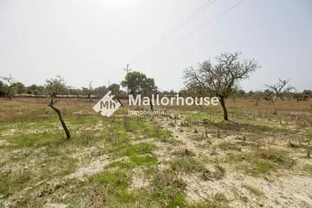 Rural Land - Santa Margalida, Plot Surface 14310 m², Distance to the Sea 6 km — photo 4