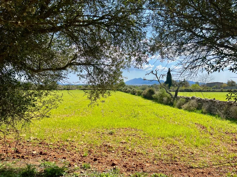 Rustic plot of 14,884 m² between Porreres and Felanitx with spectacular views of Sant Salvador — photo 8