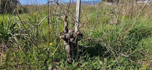 Rural Land - Santa Maria del Cami, Plot Surface 7076m² — photo 5