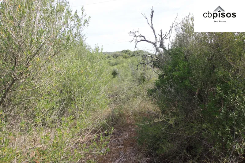 Rural Land - Petra, Built Surface 622m², Plot Surface 3551m² — photo 4