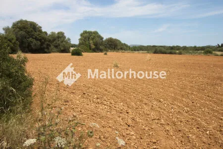 Rustic property - Muro (Centro), Built Surface 1 m², Plot Surface 8000 m² — photo 8