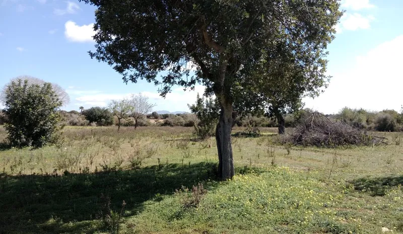 Country Land near Llucmajor — photo 7