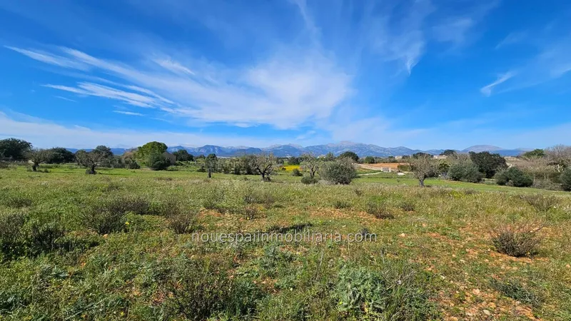 Buildable rustic finca in Inca with basic project — photo 4