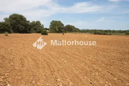 Rustic property - Muro (Centro), Built Surface 1 m², Plot Surface 8000 m² — photo 10