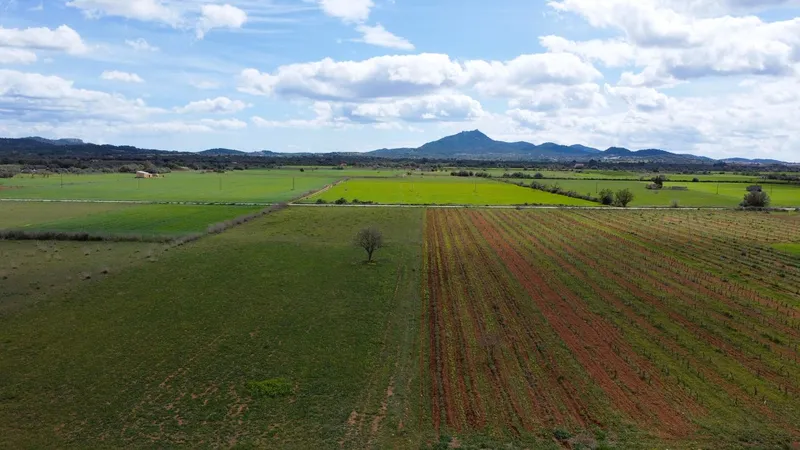Country Estate for sale in Felanitx of 15713 m2 — photo 10