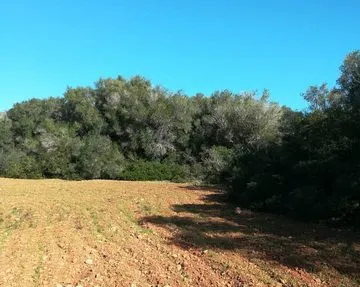 Large plot near Campos in wooded area — T 06 CM — photo 1