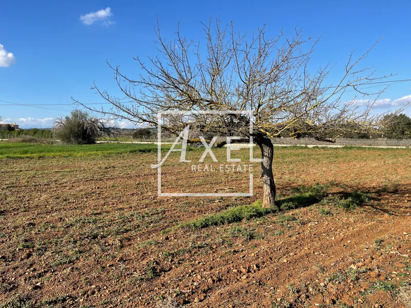 Small plot near Porreres, very good arable land — photo 1