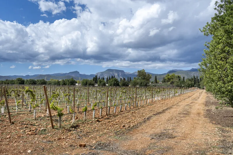 Exceptional Vineyard Plot with Approved License for Luxury Villa Construction — photo 9
