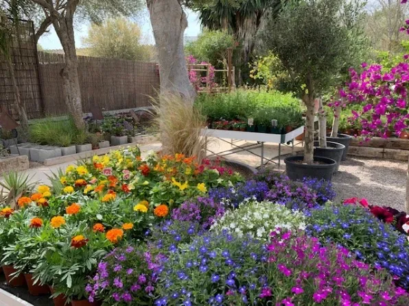 Great opportunity! Transfer of a business that consists of a wine shop + garden centre on the coast of Manacor area on the east of Mallorca. — photo 2