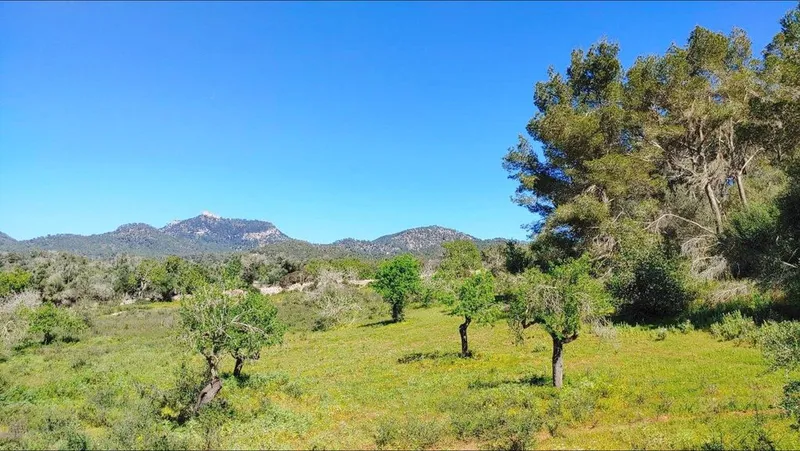 Land in Felanitx, Province of Balearic Islands — photo 2