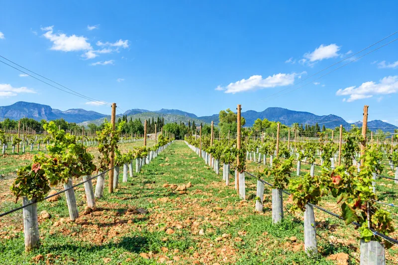 Exceptional Vineyard Plot with Approved License for Luxury Villa Construction — photo 1