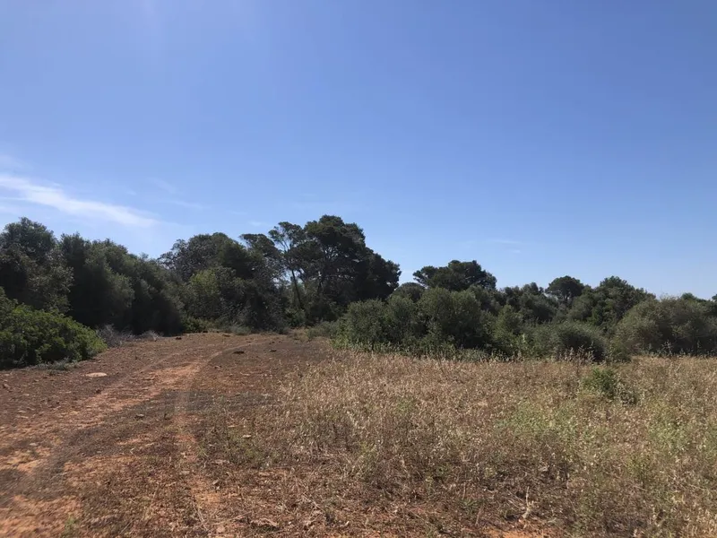 Plot with basic project of approximately 356m2 located in the area of Son Cosme — photo 2