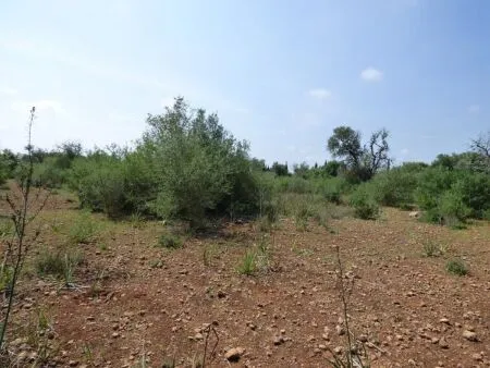 Rural Land - Llucmajor (Llucmajor (Campo)), Plot Surface 7965m² — photo 1