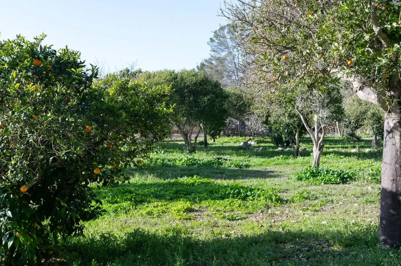 Don't miss the opportunity to visit one of the most outstanding estates in the municipality of Sineu. This property extends over approximately — photo 5