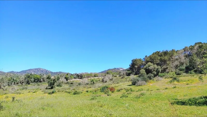 Land in Felanitx, Province of Balearic Islands — photo 5