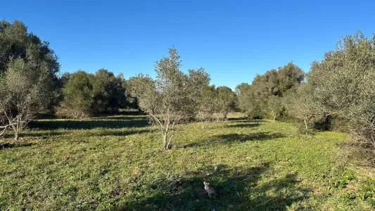 Plot of land - Selva, Plot Surface 14711m² — photo 12