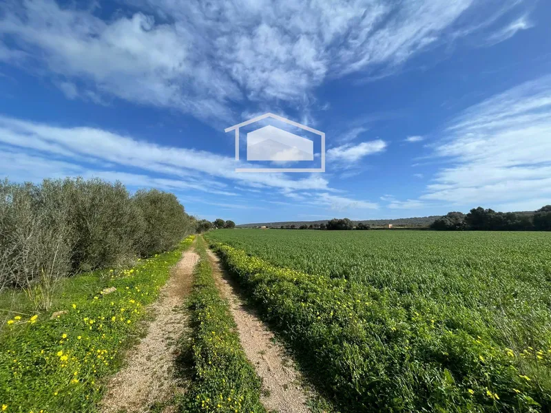Rustic plot of more than 20,000 m² with excellent access and open views next to Ses Salines and Colonia de Sant Jordi — photo 3