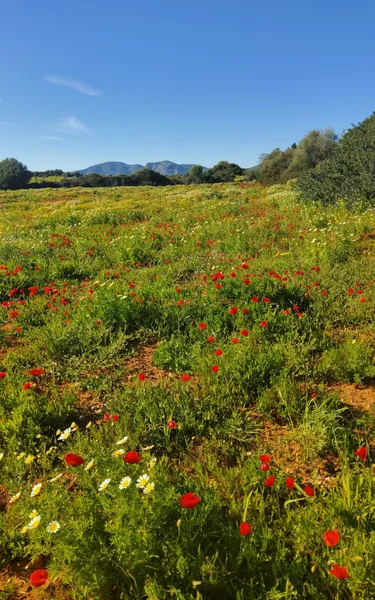 Rustic estate with luxury housing project and pool in Sant Llorenç des Cardassar — photo 10
