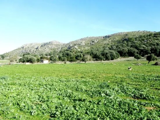 Nice finca near Alcudia with views, 135,000 m², very big, with possibility to build a villa — photo 3