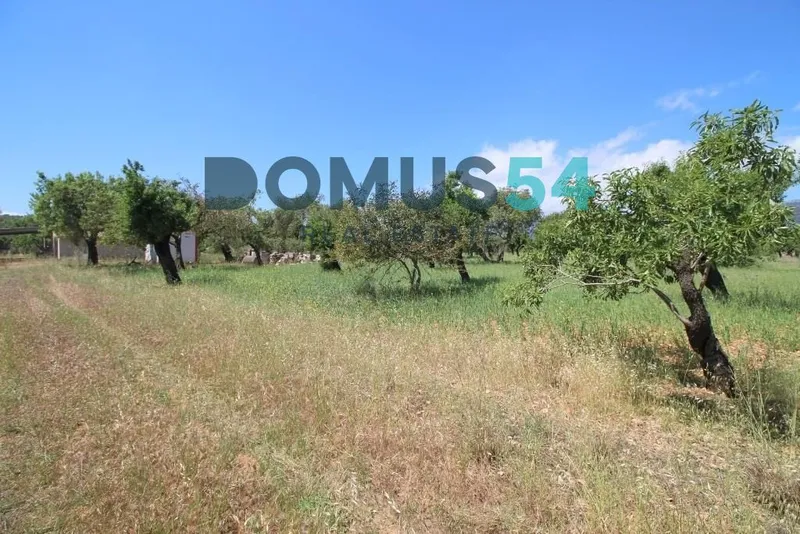 plot in Campanet — photo 12