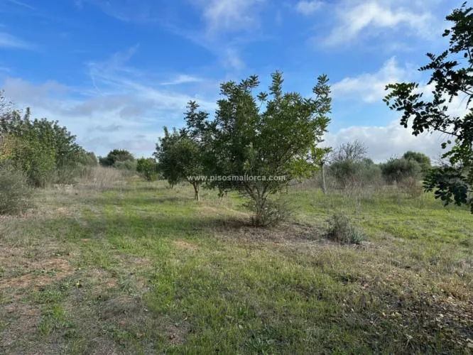 Plot in Santa Maria, Son Llaut Industrial Area — photo 3