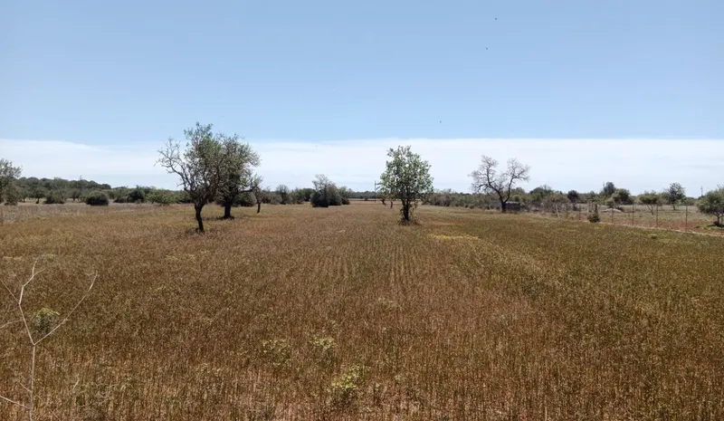 Country Land near Campos — photo 2