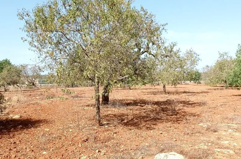 Rustic building plot between Cas Concos – Santanyi — T 22 CM — photo 5