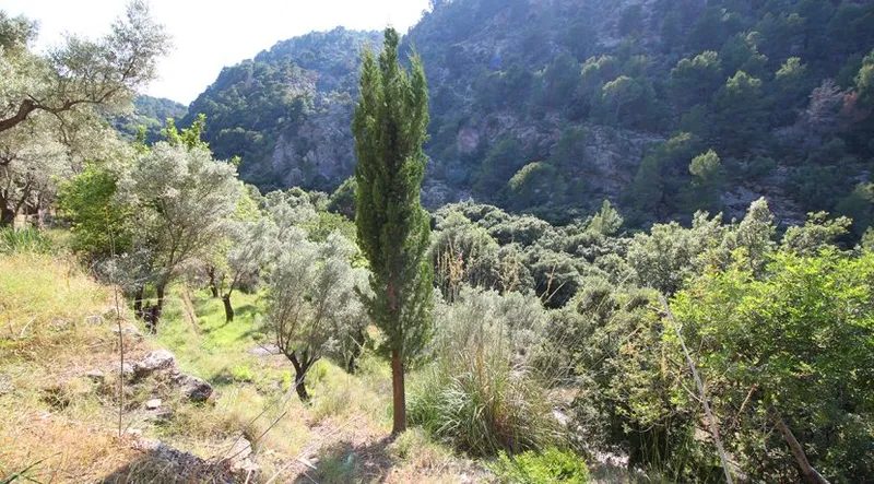 Olive grove in quiet area with semi-renovated little house — photo 3