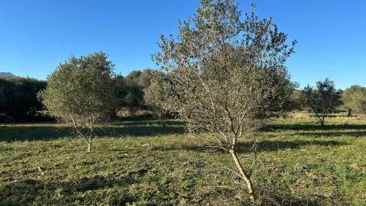 Plot of land - Selva, Plot Surface 14711m² — photo 11