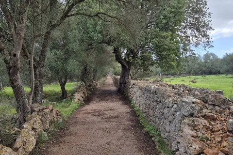 Land in Costitx, Mallorca — photo 2