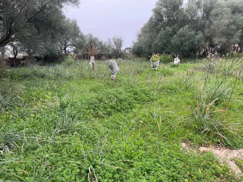 Rural land in Santa Margalida, plot surface 25574.5 m² — photo 8