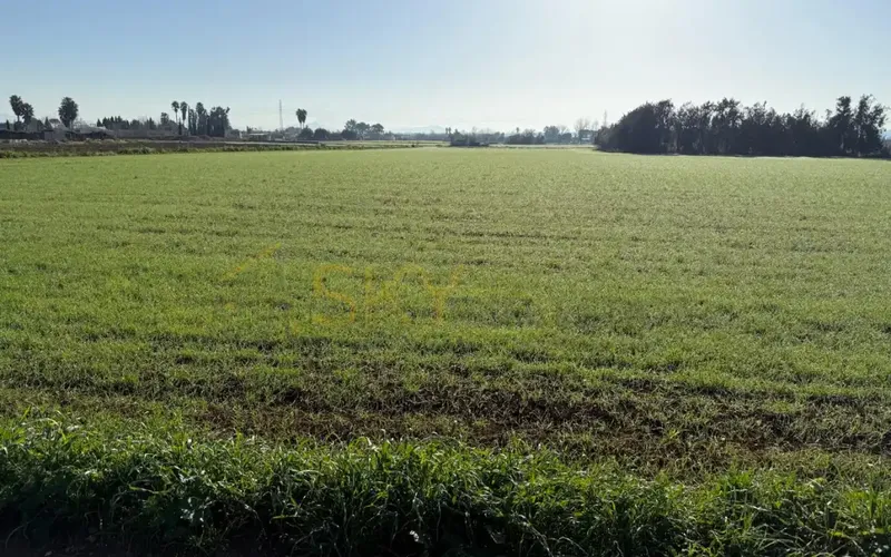 Developable Land in Sa Pobla: Nature and Future — photo 2