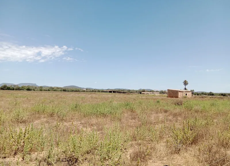 Country Land with Planning Project in Campos, Mallorca — photo 1