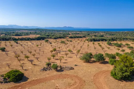 Arta, Historic Estate near Arta on 543 Hectares with Agrotourism Project in Approval Phase — photo 5
