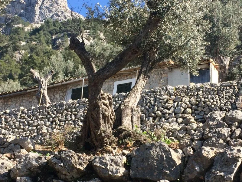 Beautiful olive grove with porch and car access in Fornalutx — photo 7