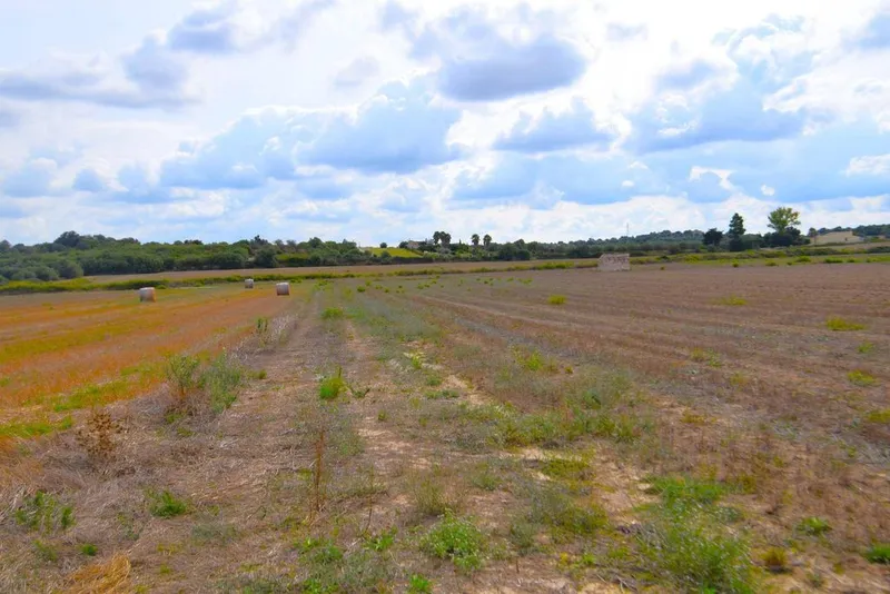 Land in Muro, Province of Balearic Islands — photo 2