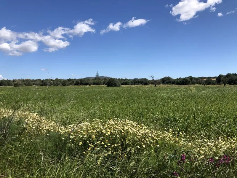Plot located between Ses Salines and Santanyi — photo 1