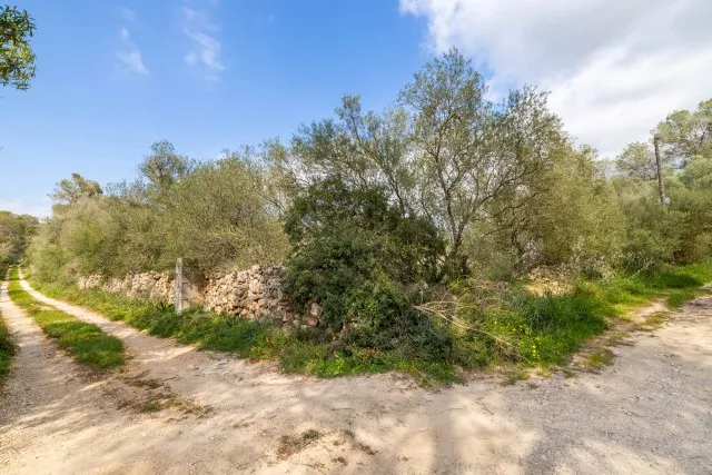 Spacious plot of land for sale in tranquil Algaida, central Mallorca — photo 11