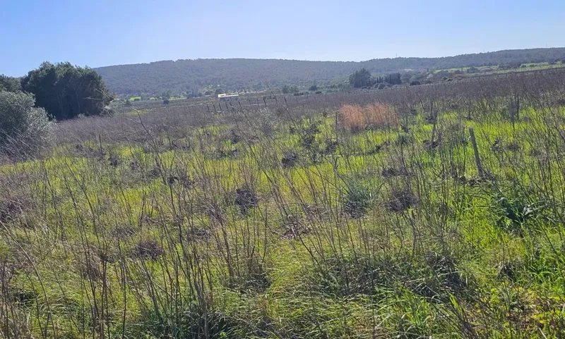 Plot in Santa Maria — photo 1