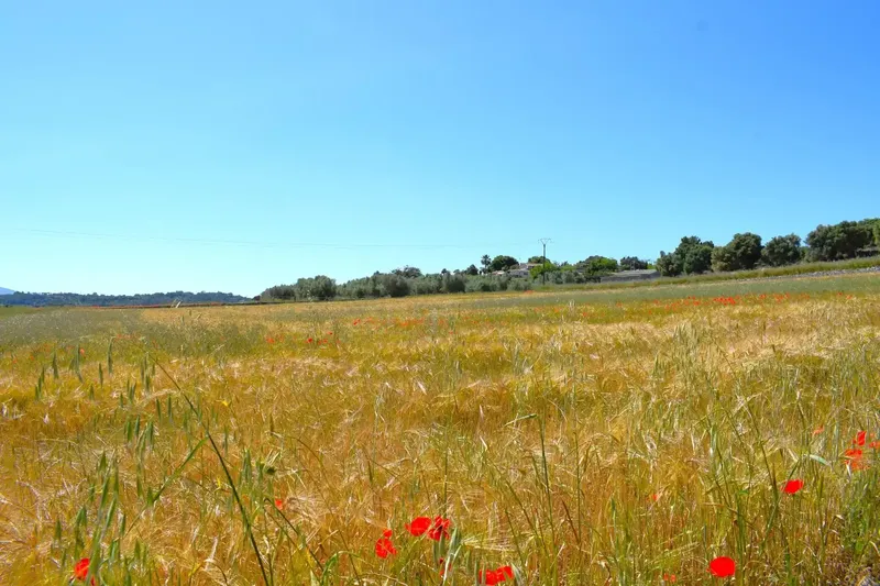 Set of plots totaling 14,100m2 with possibility of building a house in Muro in a quiet area with clear views of the Serra de Tramuntana — photo 12