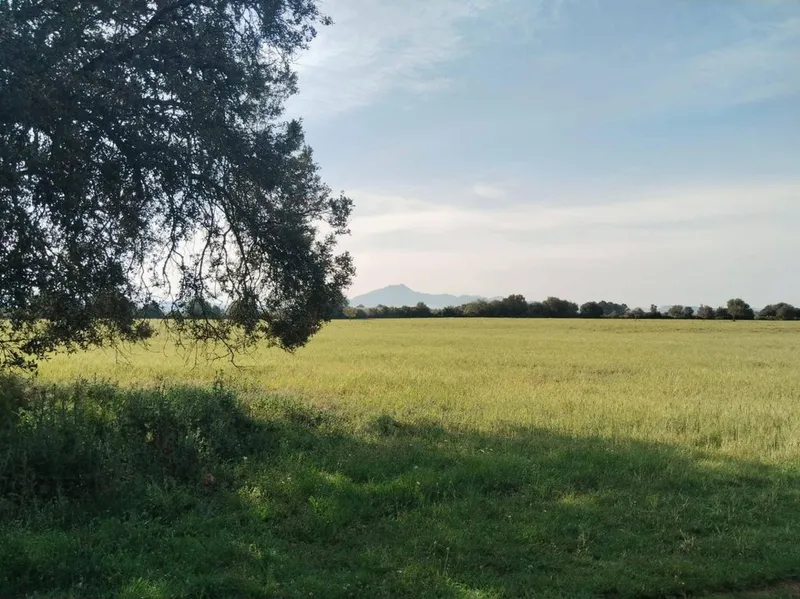 Land in Felanitx, Province of Balearic Islands — photo 2