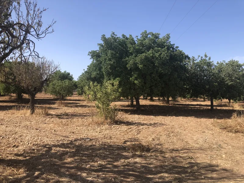 Building plot for sale between Santa Maria and Consell with stunning views — photo 3