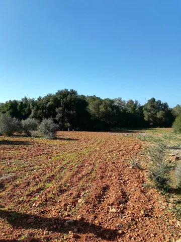 Large plot near Campos in wooded area — T 06 CM — photo 8