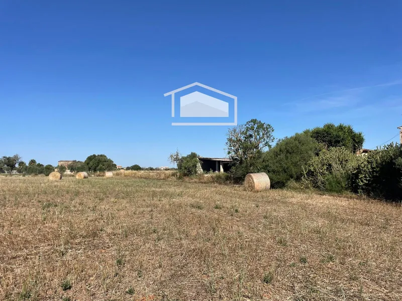 Rustic buildable finca in Campos with water, electricity and asphalt access — photo 4