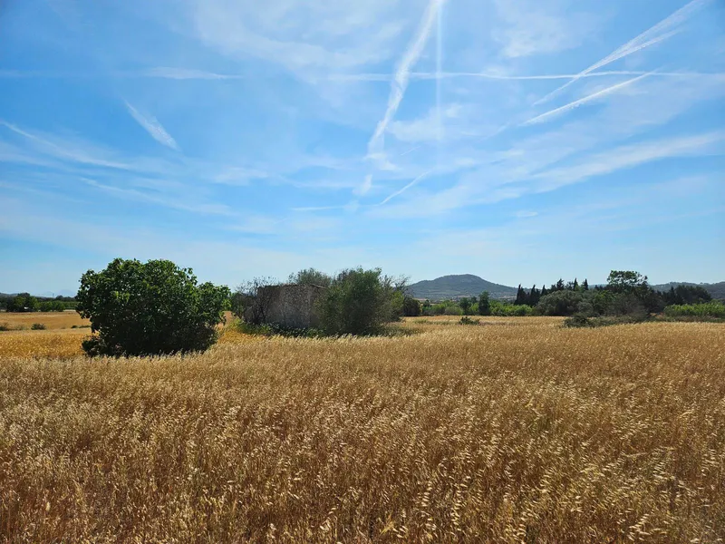 Rustic developable plot in Sineu — photo 4