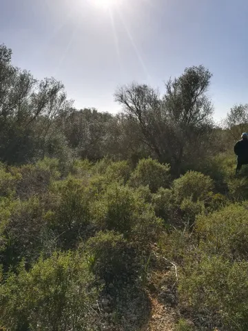 Large plot near Campos in wooded area — T 06 CM — photo 10