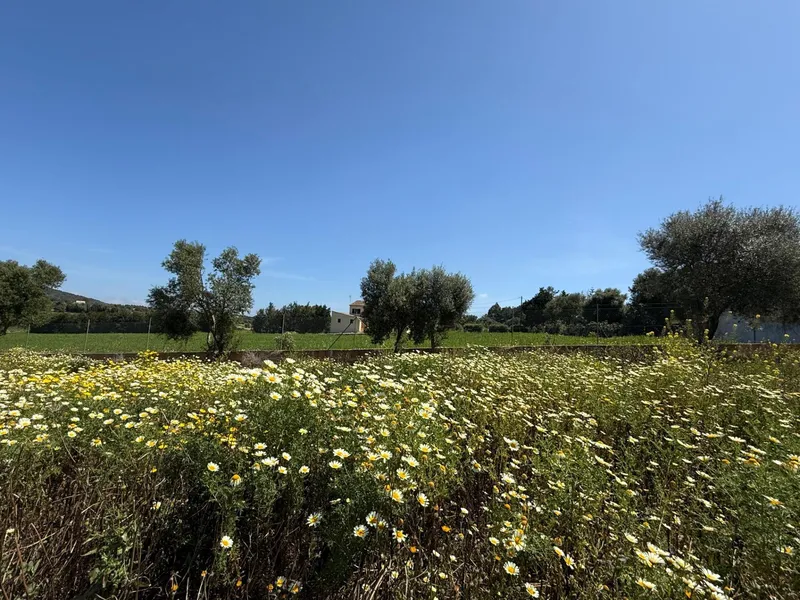 Rustic finca with project and building permits — photo 6