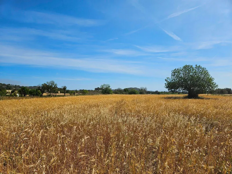 Rustic developable plot in Sineu — photo 7