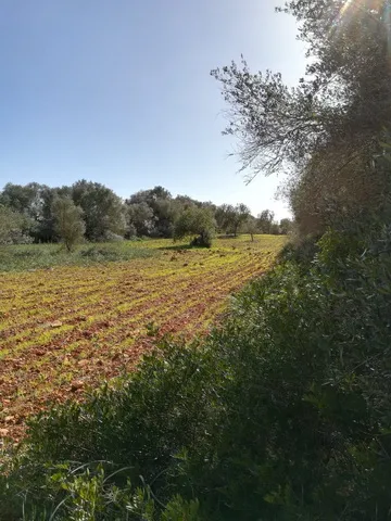 Large plot near Campos in wooded area — T 06 CM — photo 9